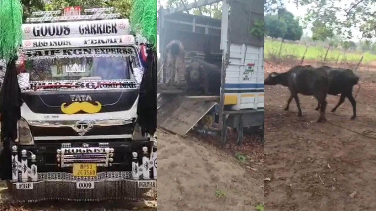 शहडोल में बड़ी कार्रवाई, 30 बेजुबान मवेशियों को बचाकर पुलिस ने रची जा रही मौत की साजिश नाकाम की