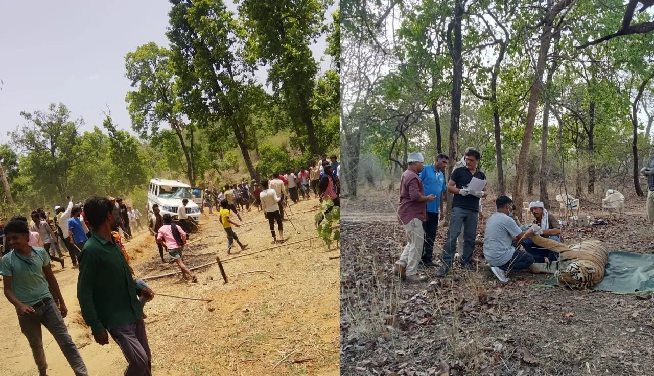 बांधवगढ़ में बाघ की मौत के बाद बवाल, ग्रामीणों का वन अमले पर हमला, कई अधिकारी घायल