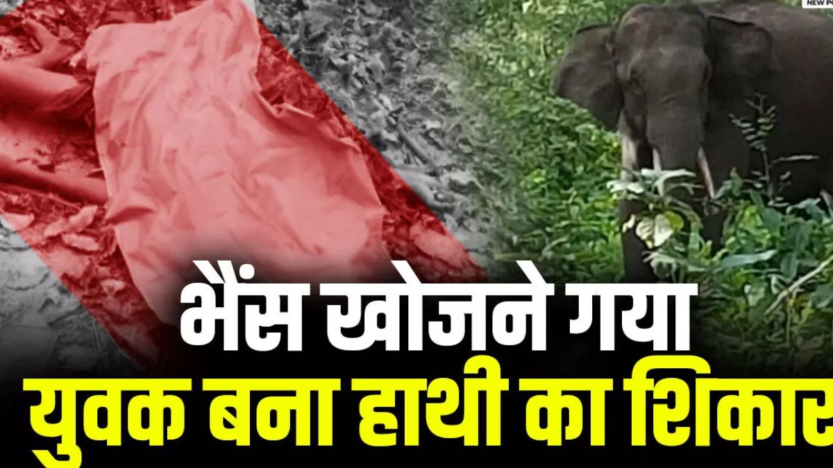 भैंस की तलाश में जंगल गया युवक हाथी के हमले का शिकार, मौके पर दर्दनाक मौत, क्षेत्र में दहशत