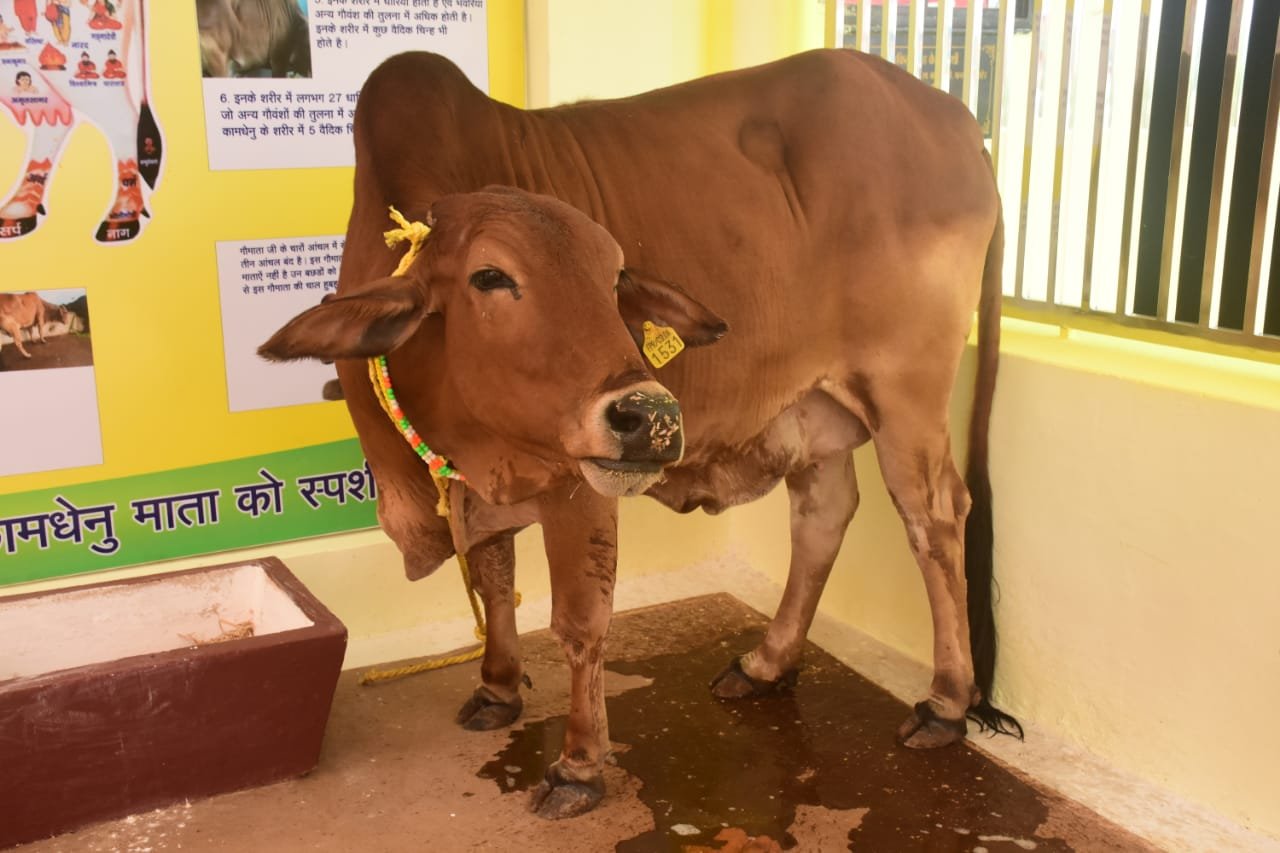 सौम्या कामधेनु माता की समाधि स्थल पर बनेगा ‘कामधेनु मंदिर धाम’, गौसेवा और जीवदया का बनेगा नया केंद्र